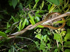 Dendrelaphis marenae