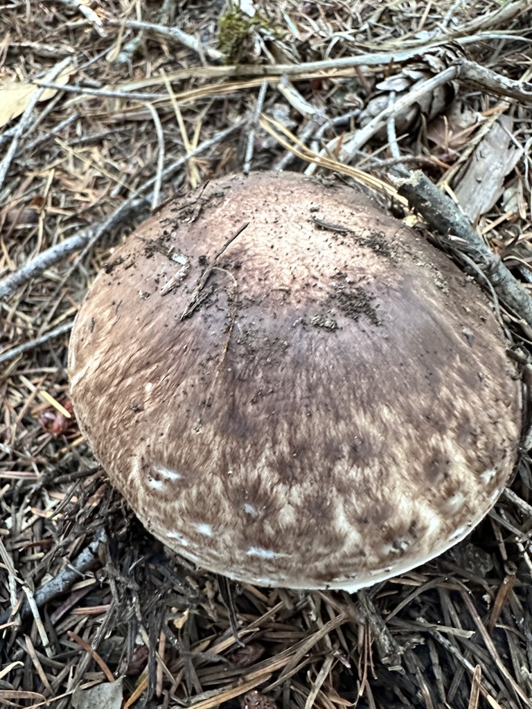 Agaricus subrutilescens