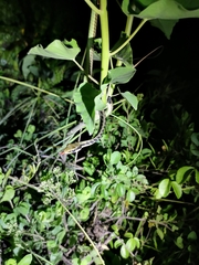 Dendrelaphis marenae