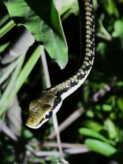 Dendrelaphis marenae