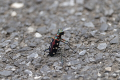 Cosmodela separata