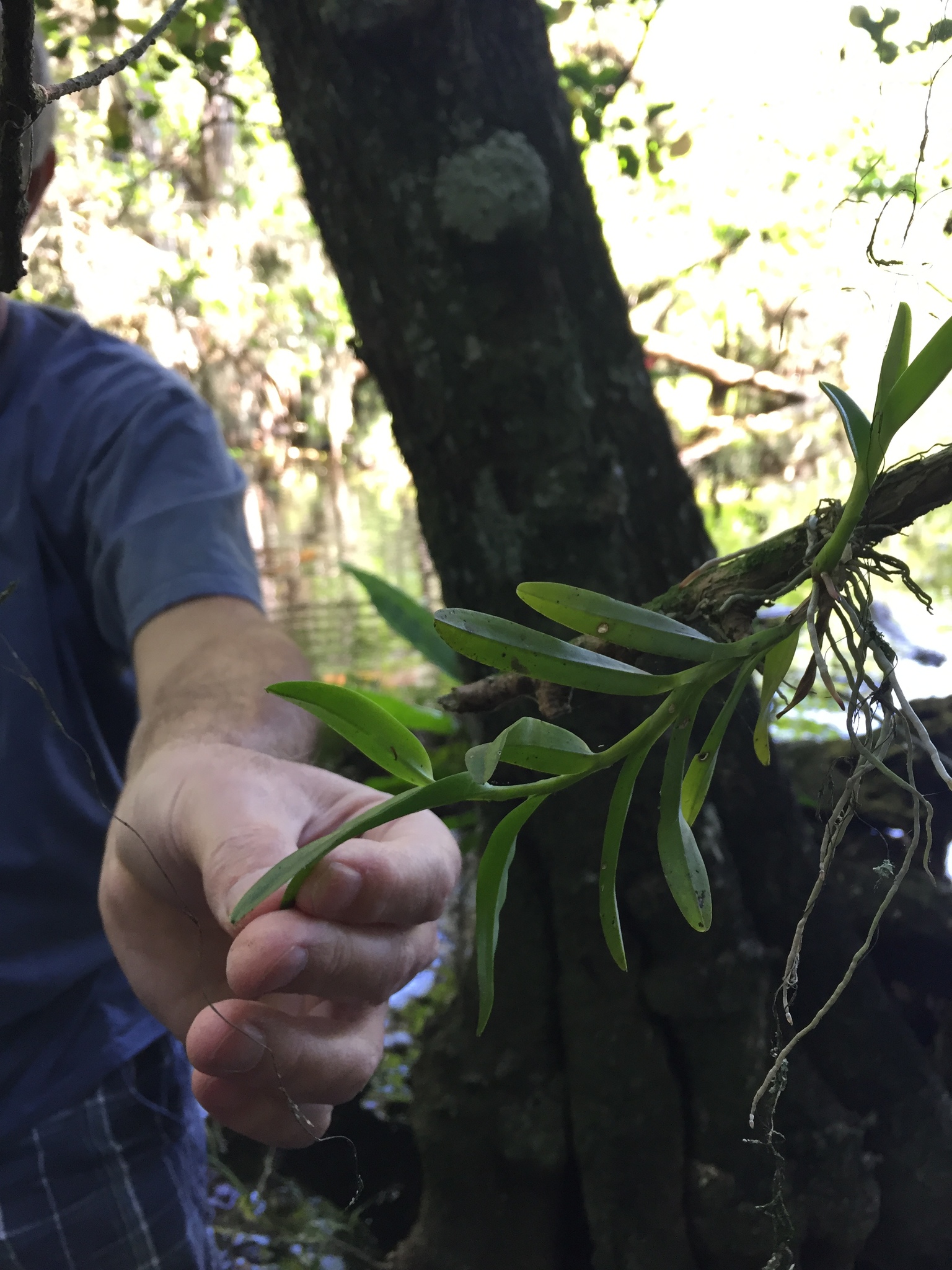 Epidendrum rigidum Jacq. 3
