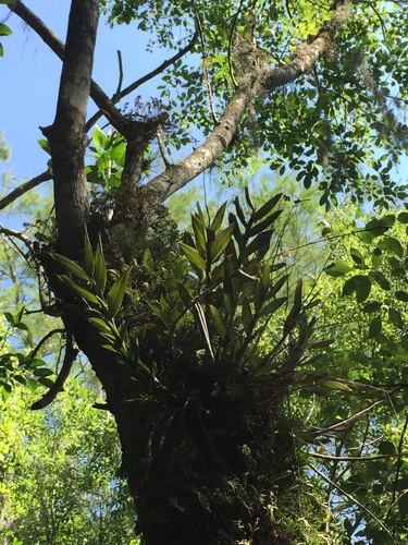 Image of Epidendrum amphistomum by (c) Brandon Corder, some rights reserved (CC BY)
