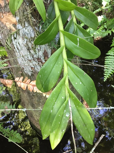 Image of Epidendrum amphistomum by (c) Brandon Corder, some rights reserved (CC BY)