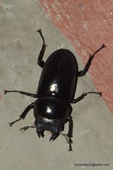 Dorcus nepalensis