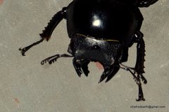 Dorcus nepalensis