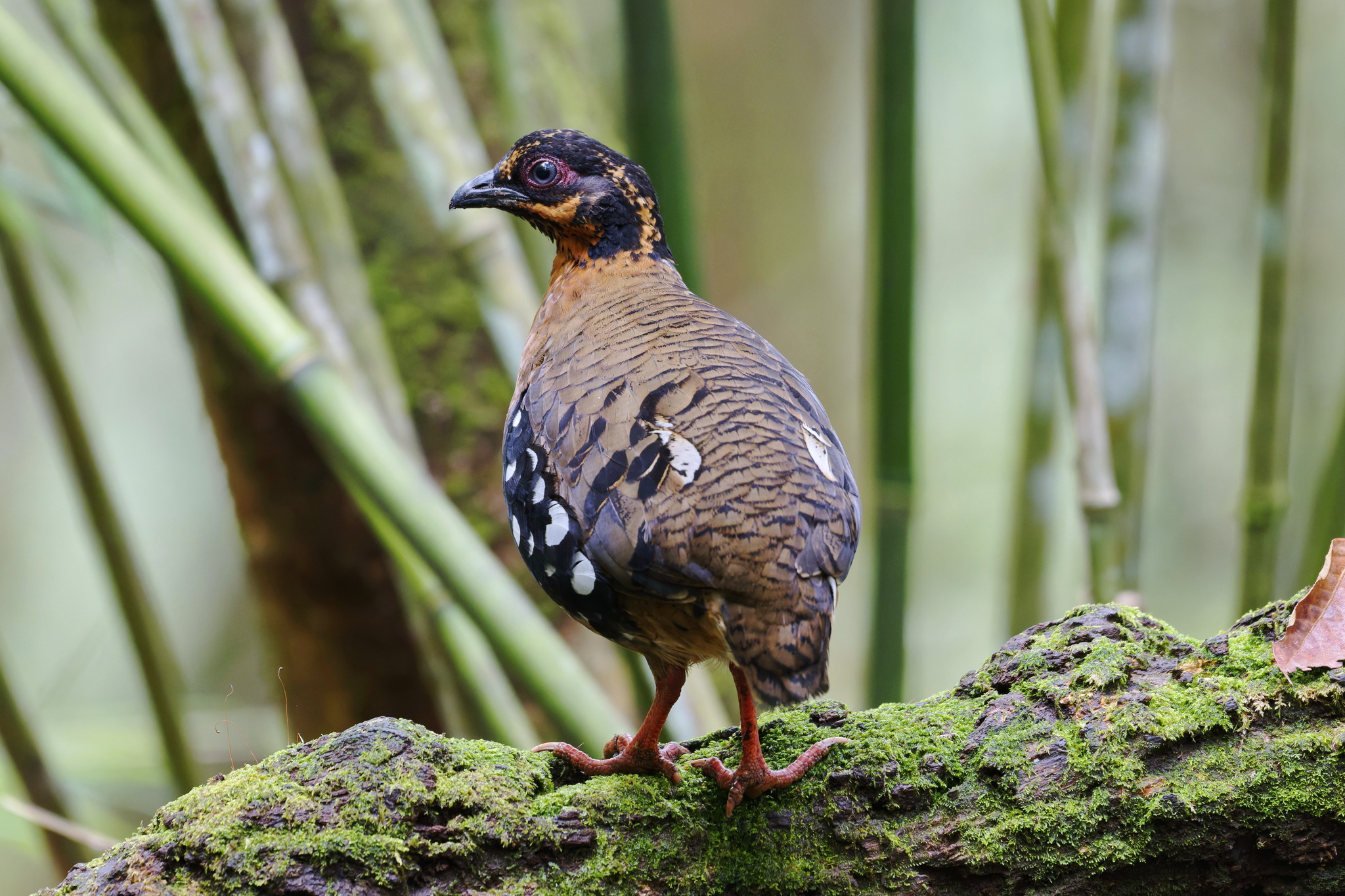 Red-breasted Partridge (Arborophila hyperythra), photo 4
