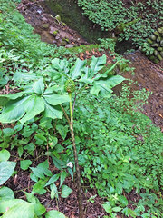 Arisaema serratum