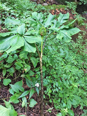 Arisaema serratum