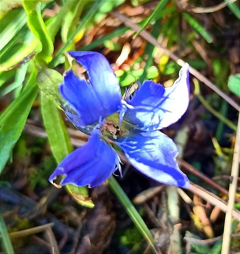 Fringe-flowered Gentian