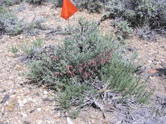 Astragalus toquimanus