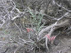 Astragalus toquimanus