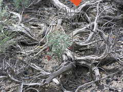 Astragalus toquimanus