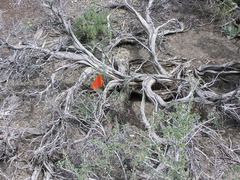 Astragalus toquimanus