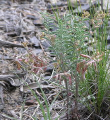 Astragalus toquimanus