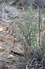 Astragalus toquimanus
