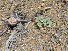 Cymopterus globosus