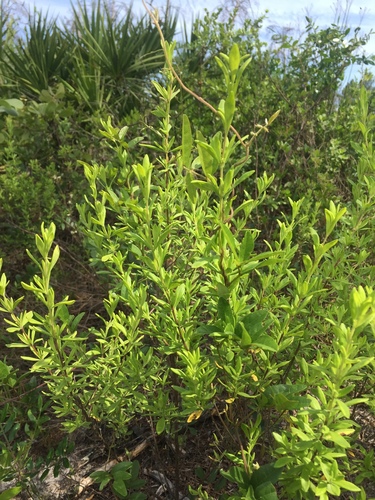 Image of Conradina etonia by (c) Brandon Corder, some rights reserved (CC BY)