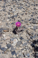 Micropuntia pulchella