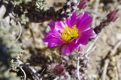 Micropuntia pulchella