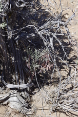 Astragalus toquimanus