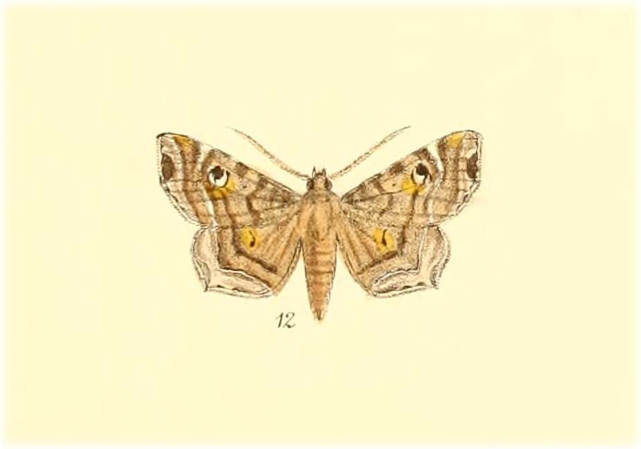 Episparis varialis