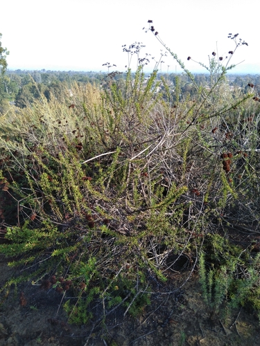 California Buckwheat seedling
