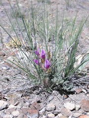 Astragalus newberryi