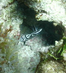 Pareques acuminatus