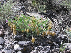 Astragalus oophorus