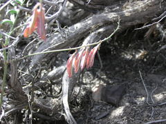 Astragalus toquimanus
