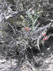 Astragalus toquimanus