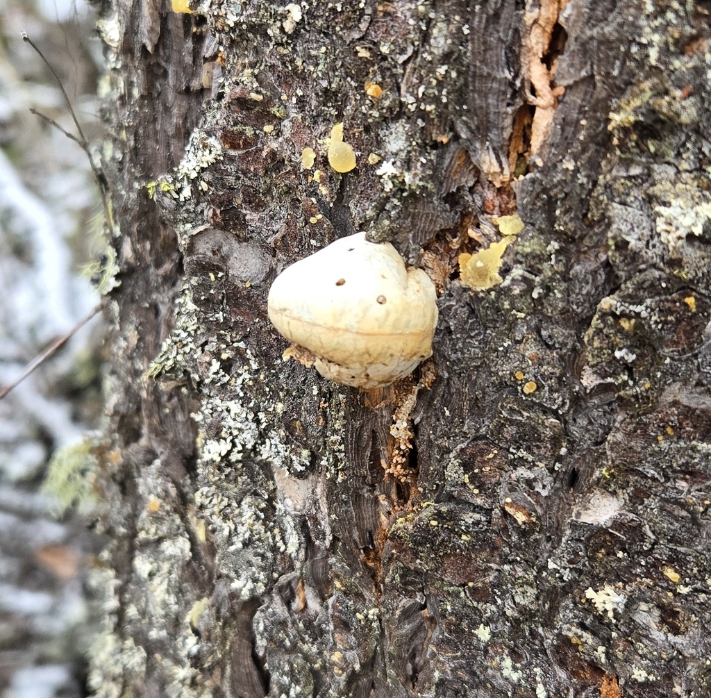Cryptoporus volvatus · November 2025 · photo: © megan_blackmore (iNaturalist, cc0)