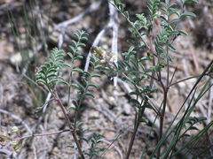Astragalus toquimanus