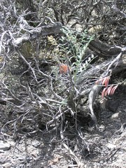 Astragalus toquimanus