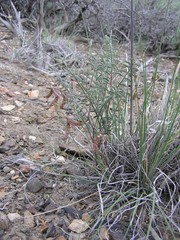 Astragalus toquimanus