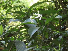Tabernaemontana ventricosa