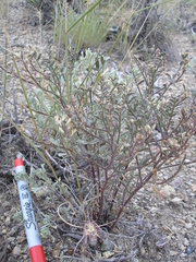 Astragalus toquimanus
