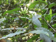 Tabernaemontana ventricosa