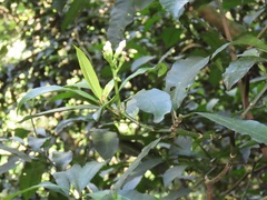 Tabernaemontana ventricosa