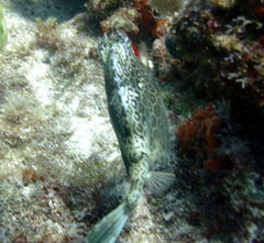 Acanthostracion polygonium