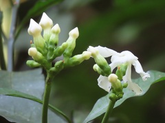 Tabernaemontana ventricosa