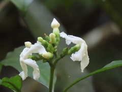 Tabernaemontana ventricosa