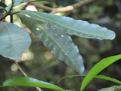 Tabernaemontana ventricosa