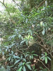 Tabernaemontana ventricosa