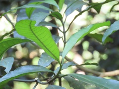 Tabernaemontana ventricosa