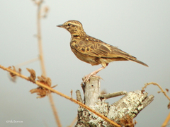 Galerida modesta