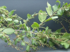 Fraunhofera multiflora