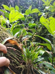 Specklinia