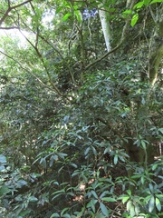 Tabernaemontana ventricosa